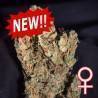 LEMON SPUTNIK AUTO · K.C.Brains Seeds · kenevir tohum · Disi · AutoFem