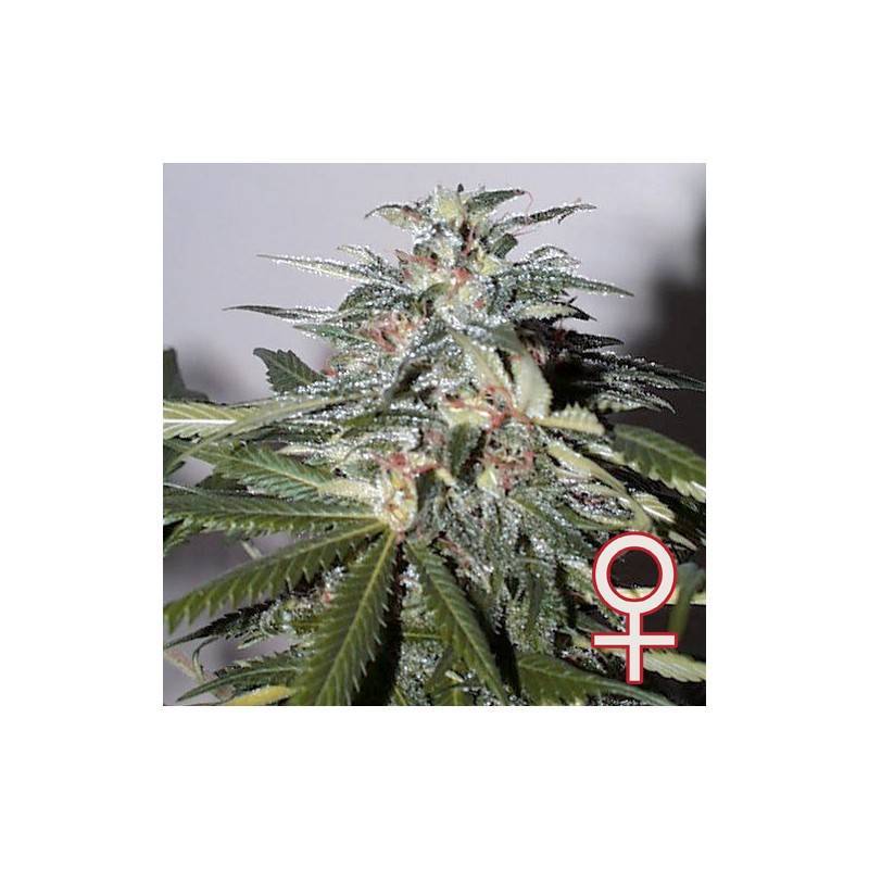 K.C. 51 AUTO · K.C.Brains Seeds · kenevir tohum · Disi · AutoFem