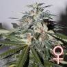 K.C. 51 AUTO · K.C.Brains Seeds · graines de cannabis · AutoFem