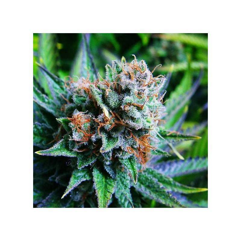 BLUE DREAM · Nirvana Seeds · semi di canapa · Fem