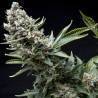 AUTO NEW YORK CITY · Pyramid Seeds · semillas de marihuana · AutoFem