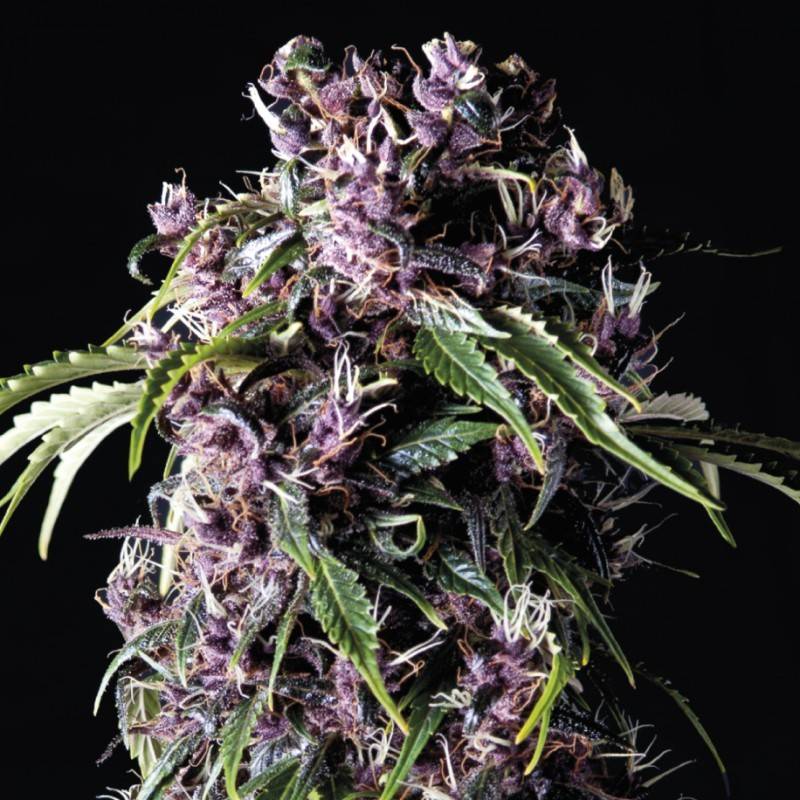 PURPLE · Pyramid Seeds · cannabis seeds · Fem