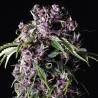 PURPLE · Pyramid Seeds · semillas de marihuana · Fem
