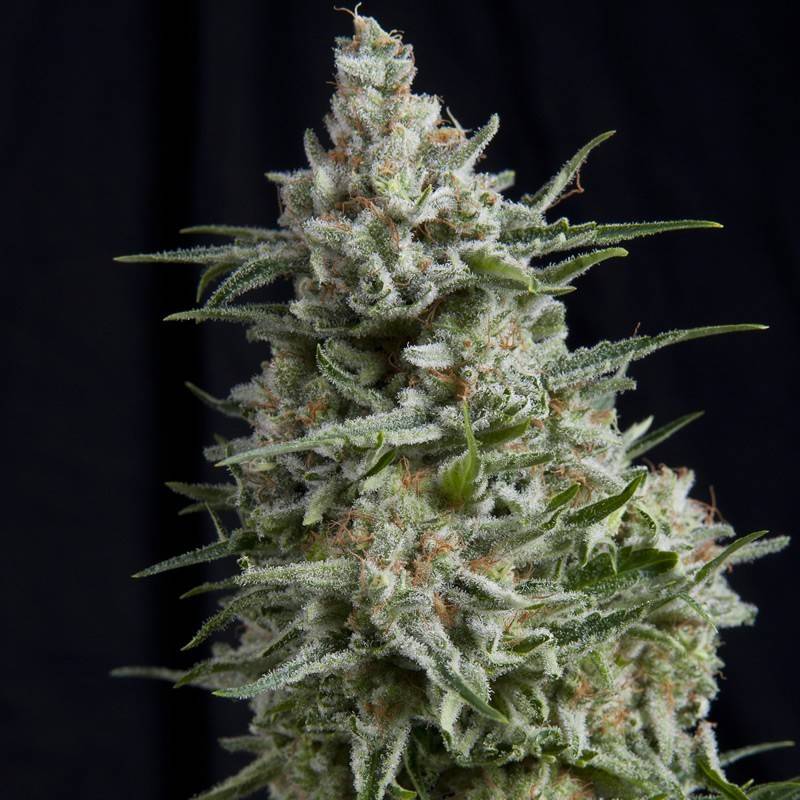 ANESTHESIA · Pyramid Seeds · graines de cannabis · Fem