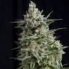 ANESTHESIA · Pyramid Seeds · semi di canapa indiana · Fem
