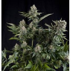 AUTO WHITE WIDOW CBD · Pyramid Seeds · kaufen cannabis samen · AutoFem