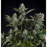 AUTO WHITE WIDOW CBD · Pyramid Seeds · kaufen cannabis samen · AutoFem