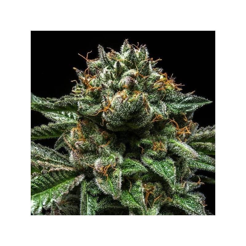 CHEMPIE · Ripper Seeds · kaufen cannabis samen · Fem