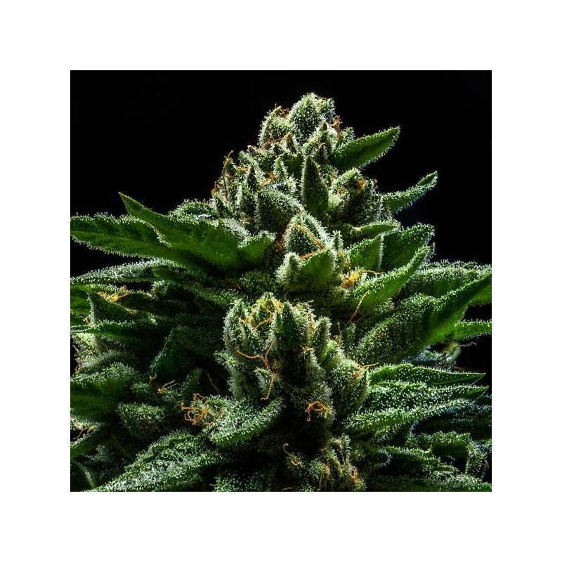 DO-G · Ripper Seeds · semillas de marihuana · Fem