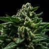 DO-G · Ripper Seeds · kenevir tohum · Disi · Fem
