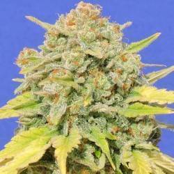 AUTO ZKITTLEZ · Dr Green...