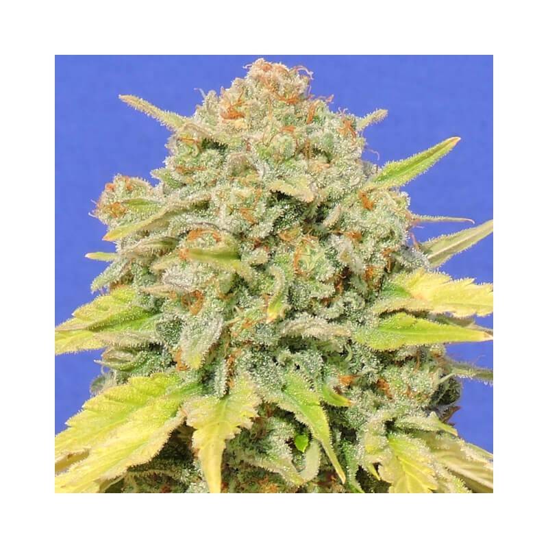 AUTO ZKITTLEZ · Dr Green Seeds · graines de cannabis en gros · AutoFem