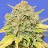 AUTO ZKITTLEZ · Dr Green Seeds · sementes de maconha a granel · AutoFem
