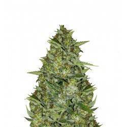 AUTO AK 47