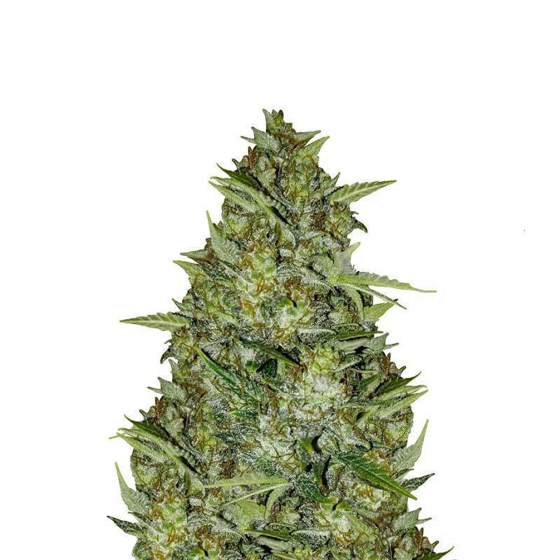 AUTO AK 47