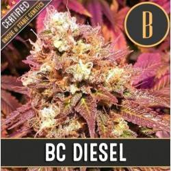 BC Diesel · Blimburn Seeds...
