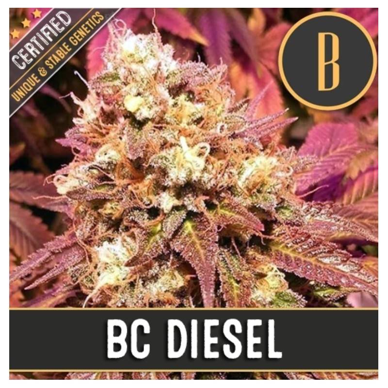 BC Diesel · Blimburn Seeds · sementes de maconha · Fem