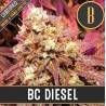 BC Diesel · Blimburn Seeds · sementes de maconha · Fem
