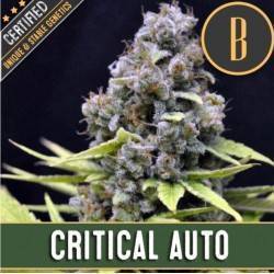 Critical Auto · Blimburn...