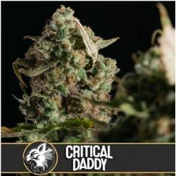Critical Daddy Purple · Blimburn Seeds · sementes de maconha · Fem