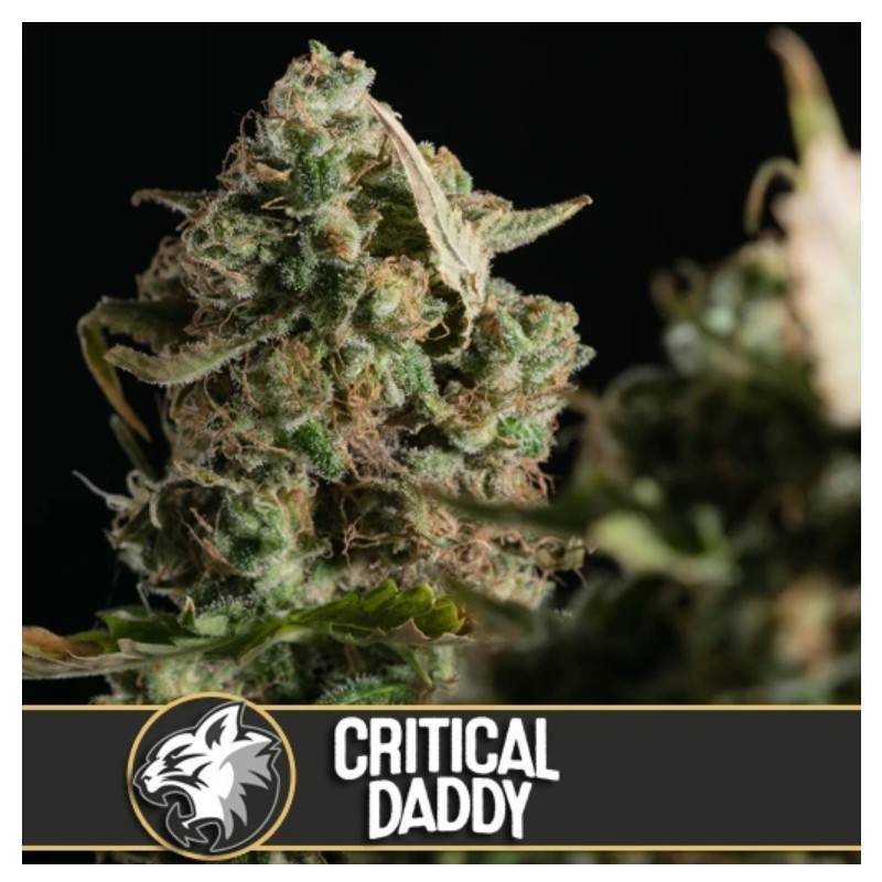 Critical Daddy Purple · Blimburn Seeds · semi di canapa · Fem