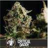 Critical Daddy Purple · Blimburn Seeds · sementes de maconha · Fem