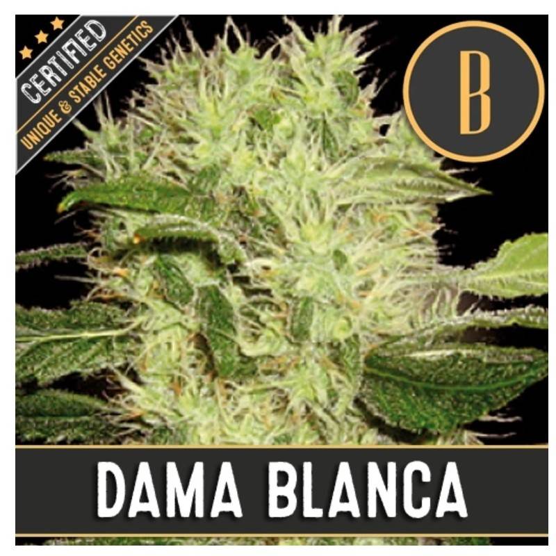 Dama Blanca · Blimburn Seeds · semi di canapa · Fem