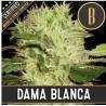 Dama Blanca · Blimburn Seeds · kaufen cannabis samen · Fem