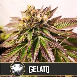 Gelato