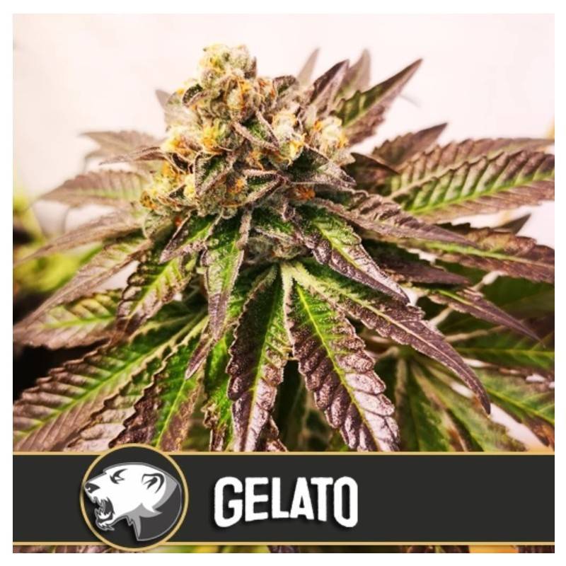 Gelato · Blimburn Seeds · sementes de maconha · Fem