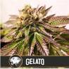 Gelato · Blimburn Seeds · sementes de maconha · Fem