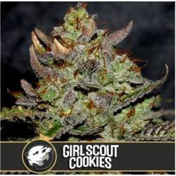 Girl Scout Cookies · Blimburn Seeds · semi di canapa · Fem