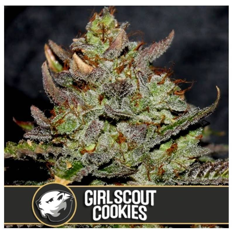 Girl Scout Cookies · Blimburn Seeds · semi di canapa · Fem