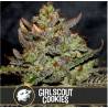 Girl Scout Cookies · Blimburn Seeds · semi di canapa · Fem