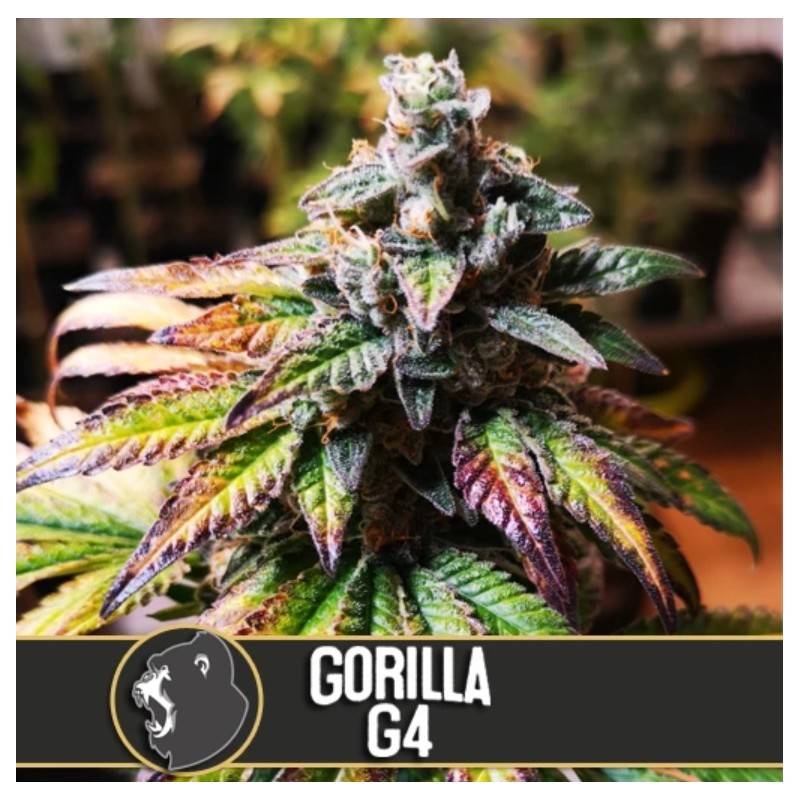 Gorilla Glue 4