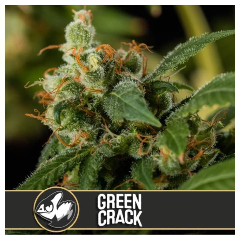 Green Crack