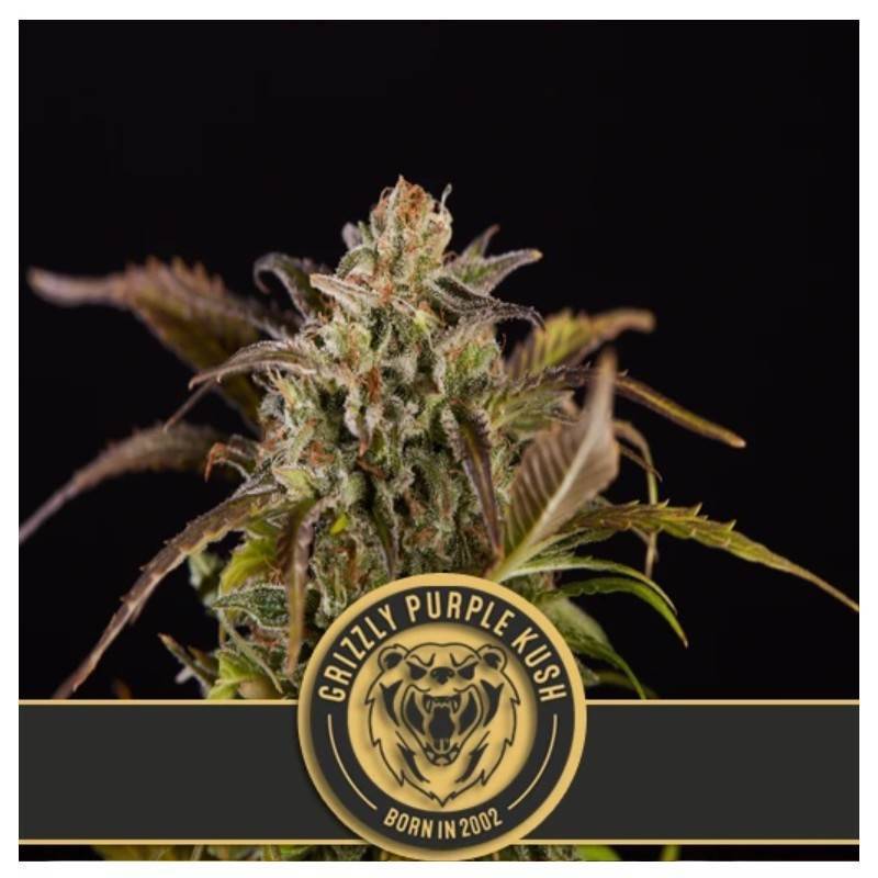 Grizzly Purple Kush · Blimburn Seeds · semi di canapa · Fem