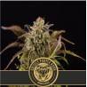 Grizzly Purple Kush · Blimburn Seeds · graines de cannabis · Fem