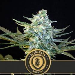Guanabana · Blimburn Seeds...