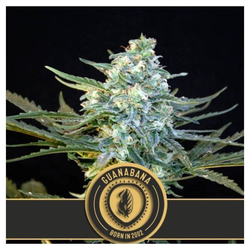 Guanabana · Blimburn Seeds · semi di canapa · Fem