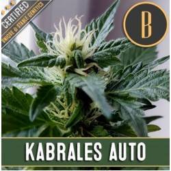 Kabrales Auto · Blimburn...