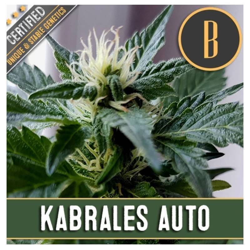 Kabrales Auto · Blimburn Seeds · sementes de maconha · AutoFem