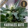 Kabrales Auto · Blimburn Seeds · kaufen cannabis samen · AutoFem
