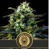 Mamba Negra