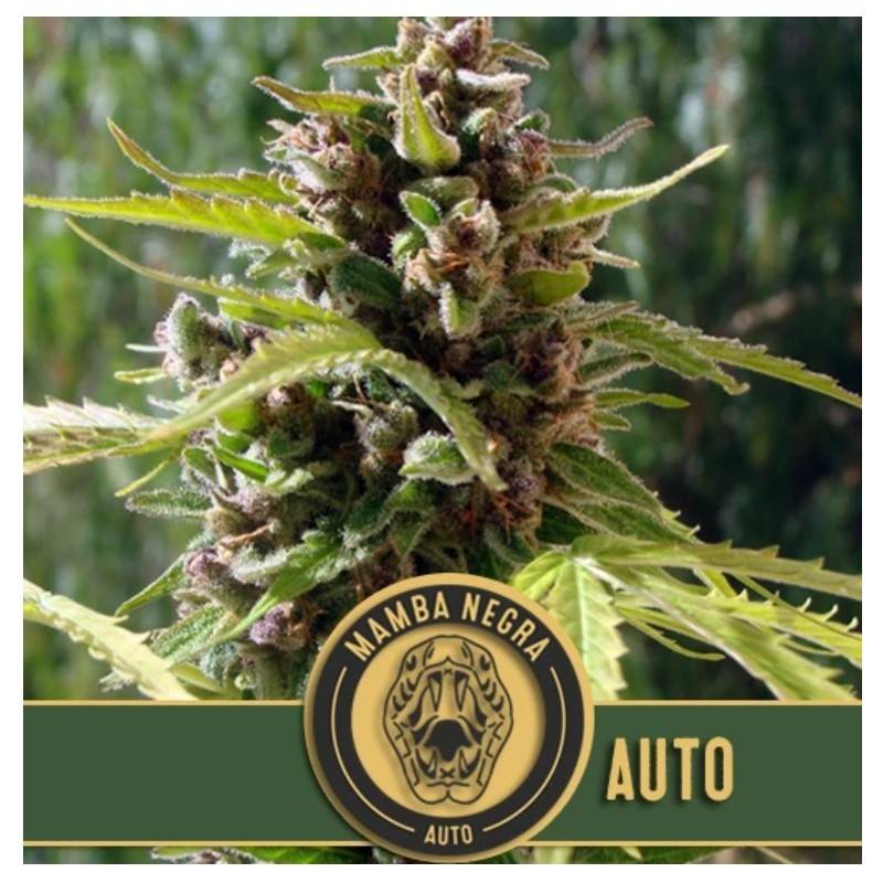 Mamba Negra Auto · Blimburn Seeds · kaufen cannabis samen · AutoFem