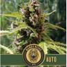 Mamba Negra Auto · Blimburn Seeds · sementes de maconha · AutoFem