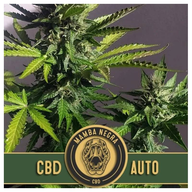 Mamba Negra Auto CBD · Blimburn Seeds · graines de cannabis · AutoFem