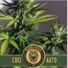 Mamba Negra Auto CBD · Blimburn Seeds · graines de cannabis · AutoFem