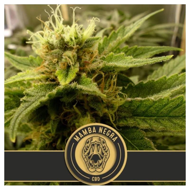 Mamba Negra CBD · Blimburn Seeds · kaufen cannabis samen · Fem