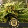 Mamba Negra CBD · Blimburn Seeds · graines de cannabis · Fem